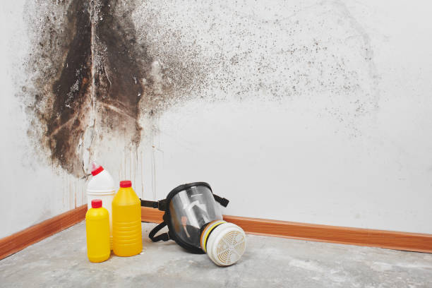 Best Office Mold Removal Services  in Mcleansboro, IL