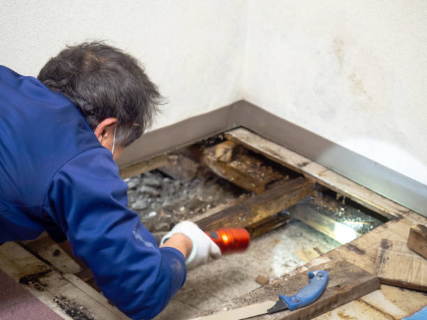 Crawl Space Mold Removal in Mcleansboro, IL