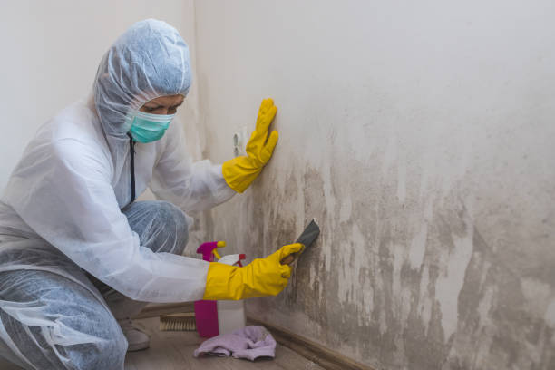 Mold Removal and Inspection in Mcleansboro, IL