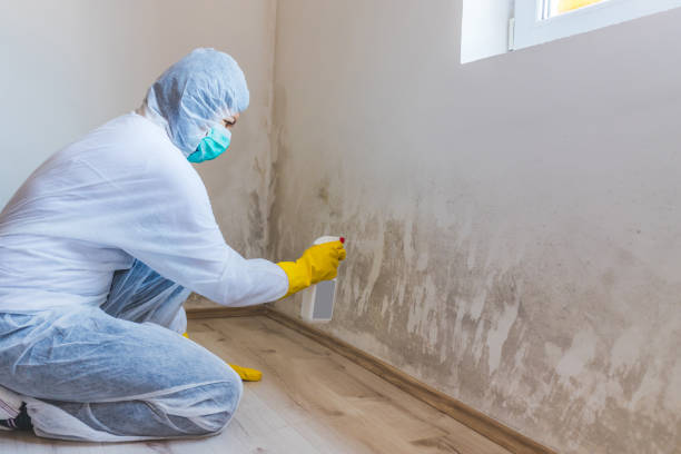 Best Attic Mold Removal  in Mcleansboro, IL