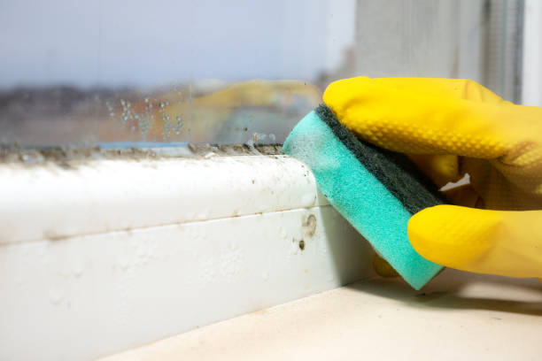 Best Mold Removal Company Near Me  in Mcleansboro, IL