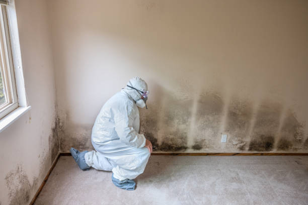 Best Affordable Mold Removal  in Mcleansboro, IL