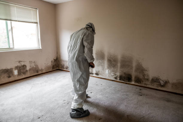 Best Residential Mold Removal  in Mcleansboro, IL