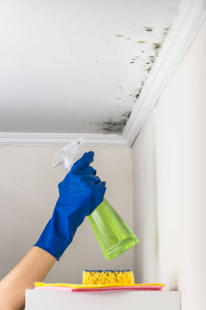 Best Certified Mold Removal  in Mcleansboro, IL